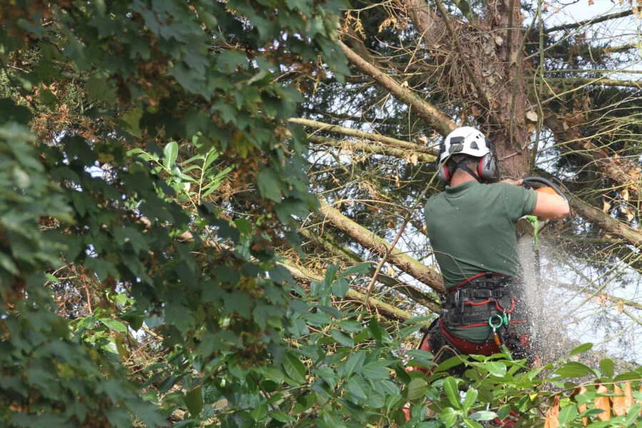 Tradfallning 4 e1689917343749